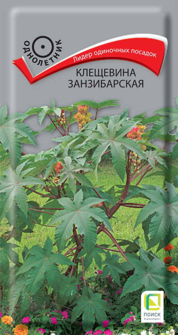 Клещевина занзибарская