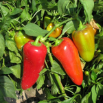 Любовь F1 семена перца сладкого (Syngenta / Сингента)