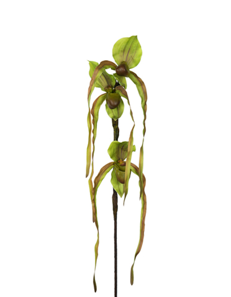 Орхидея Фрагмипедиум 76см - Зеленый