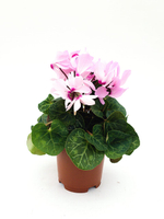 Цикламен d 10