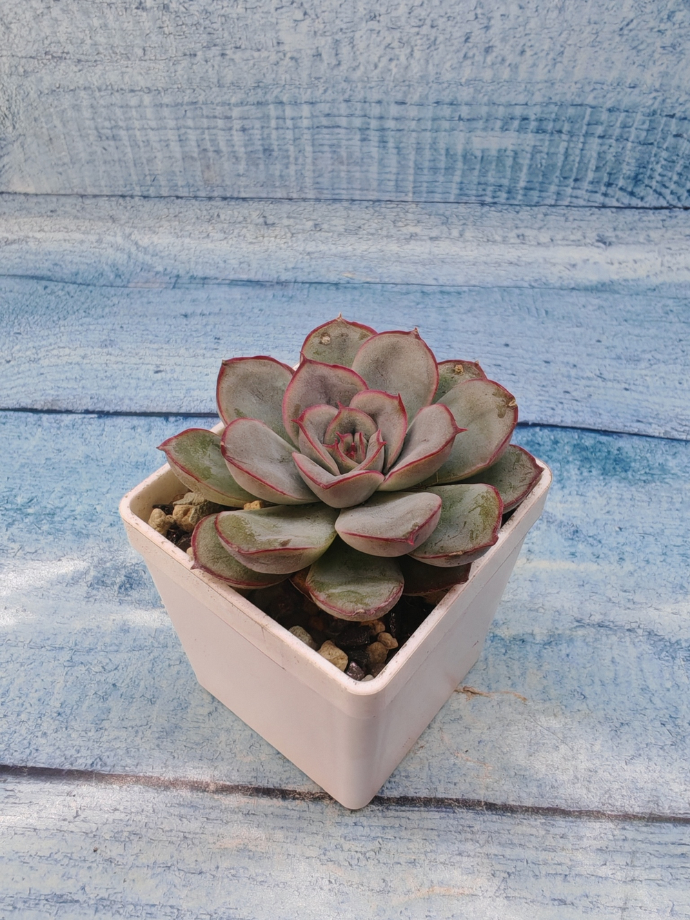 Echeveria Mystery (Эхеверия)