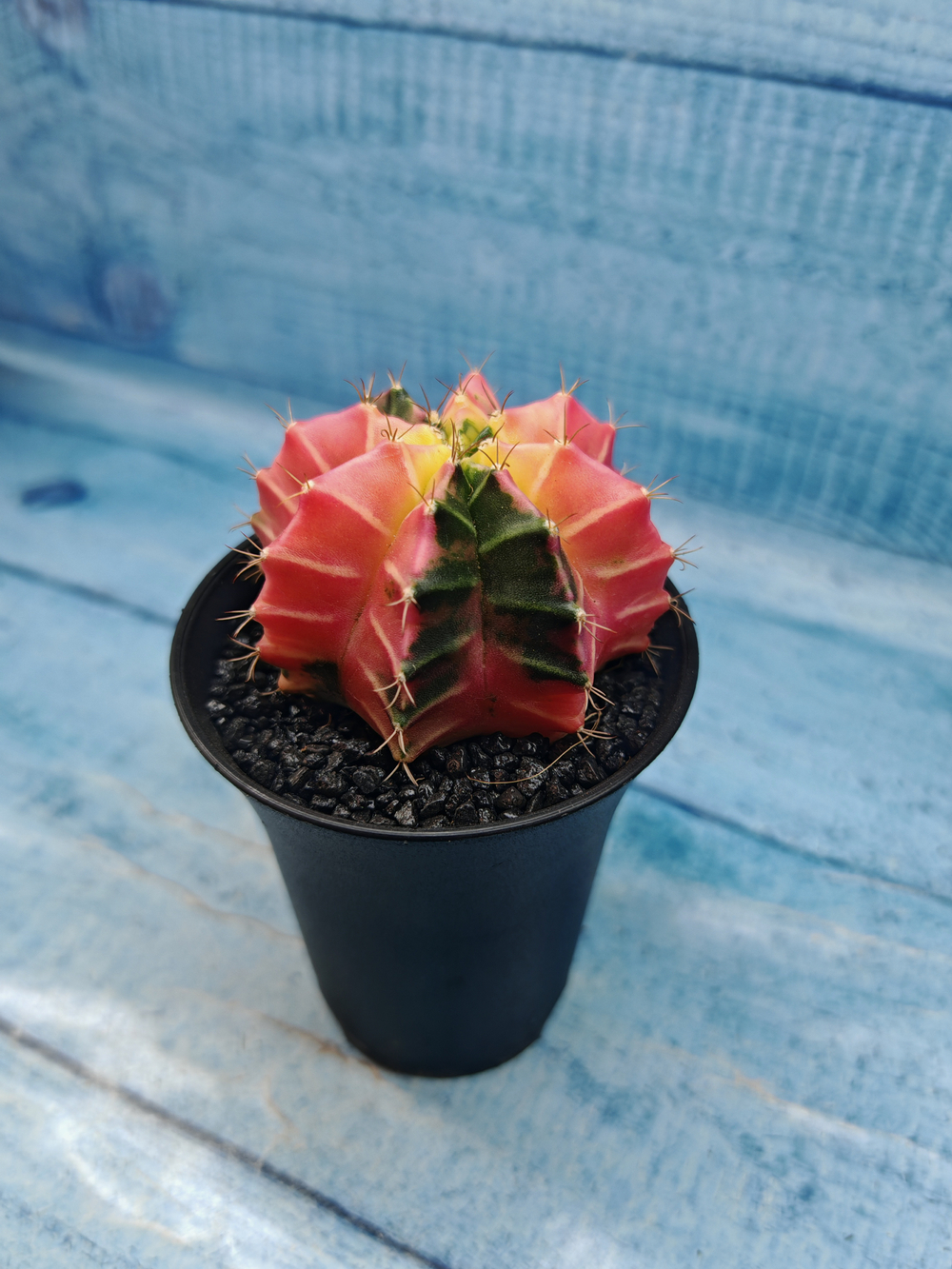 Gymnocalycium Variegata (Гимнокалициум Вариегатный)