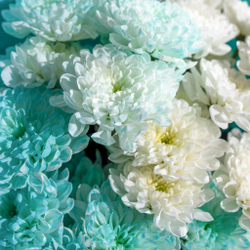 Букет хризантем Мятное мороженое