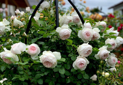 Роза Герцогиня Кристиана С7 Закупка М57 июнь 2026