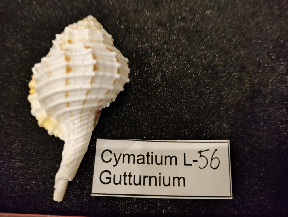 Циматиум Гуттурниум