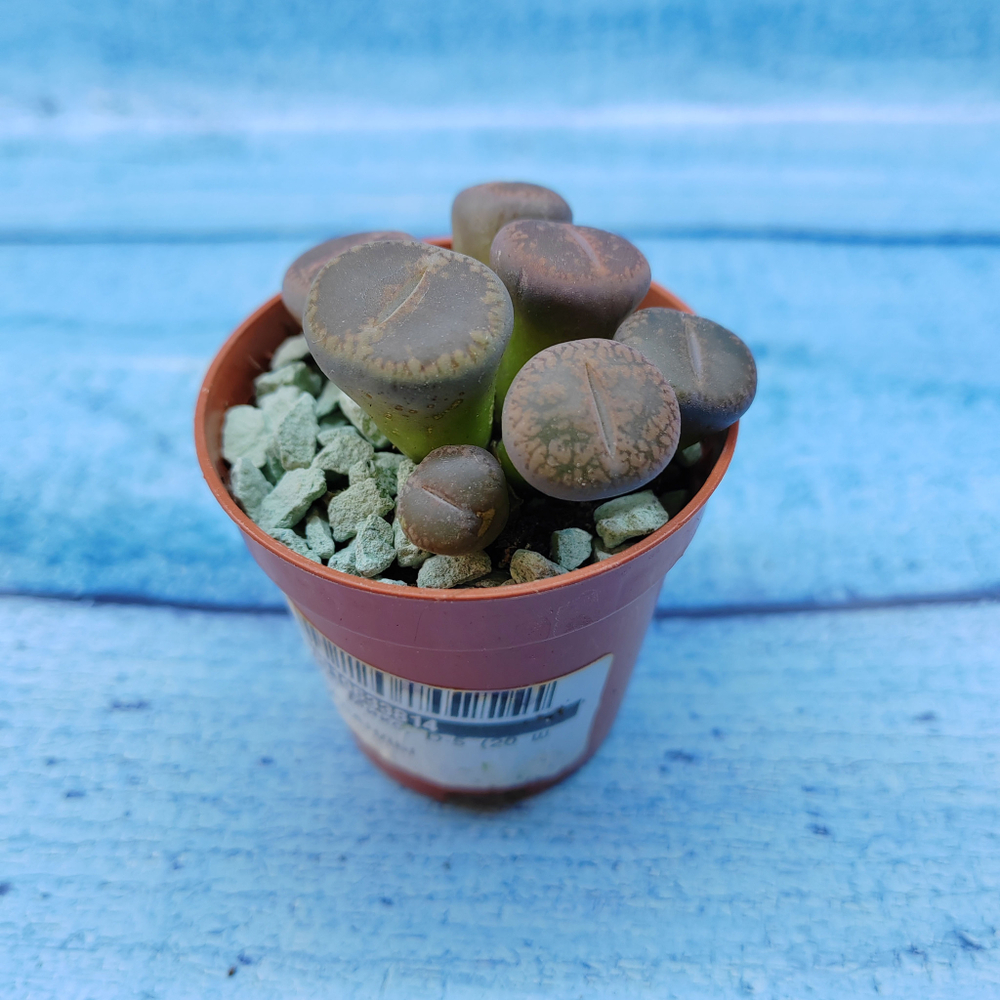 Lithops sp. (Литопсы)