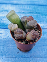 Lithops sp. (Литопсы)