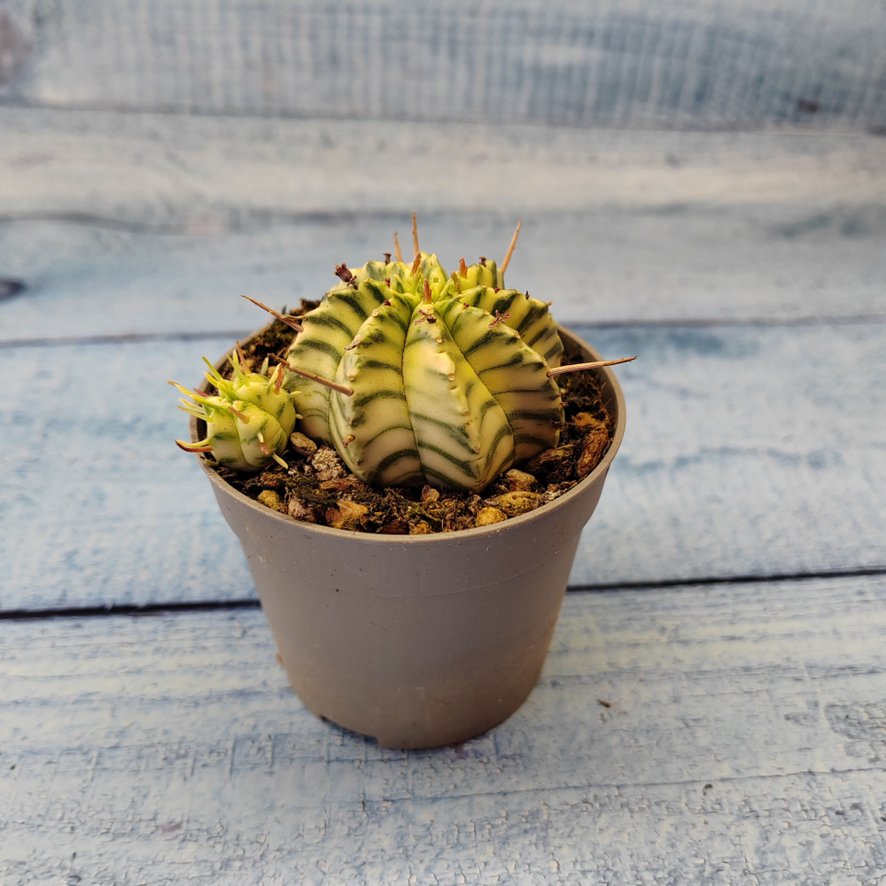 Euphorbia meloformis f. Variegated (Эуфорбия вариегатная)