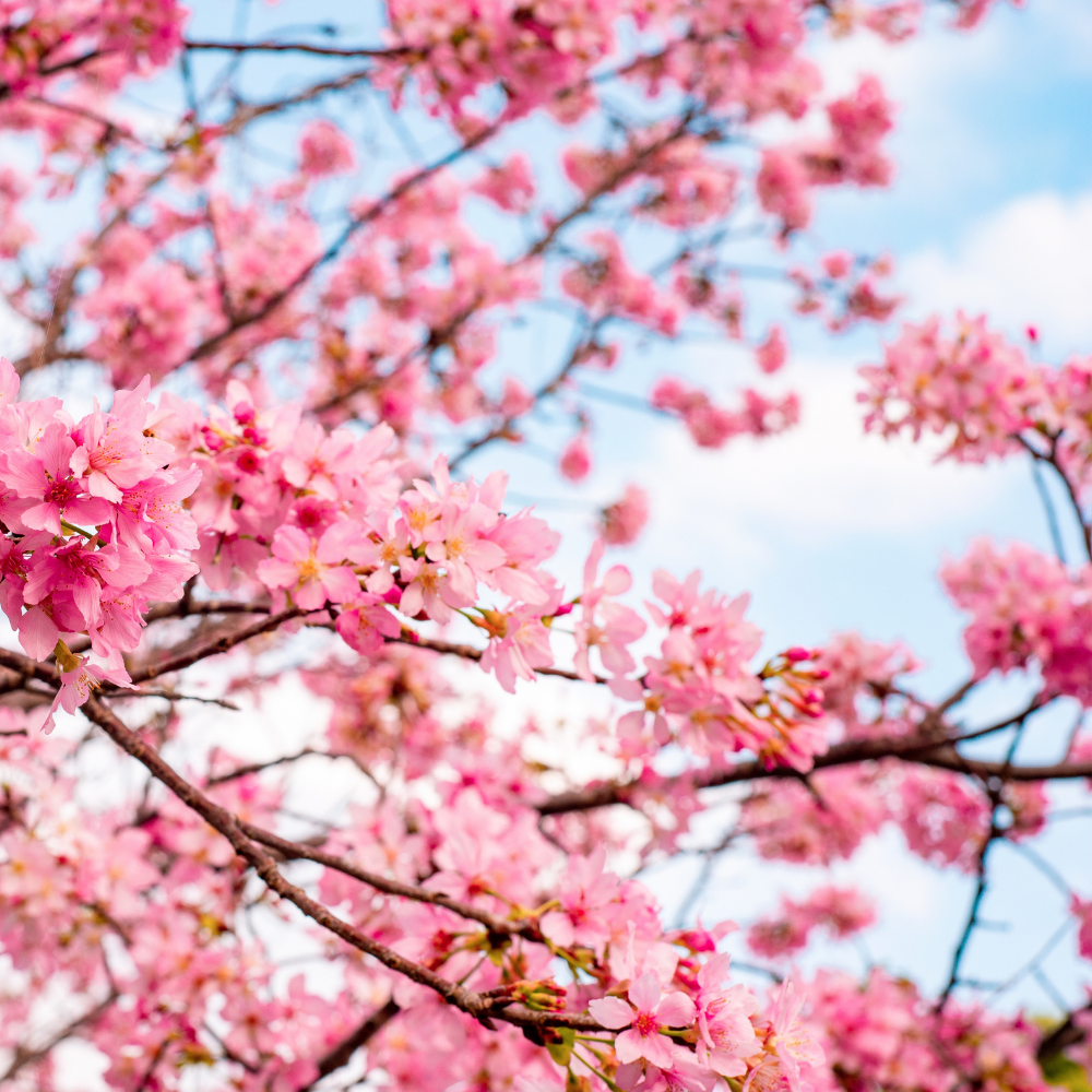 Цветушая Сакура (Blooming Sakura)