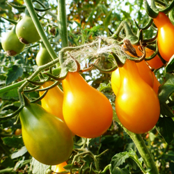 Черри Помидоры Yellow Pear - Жёлтая Груша