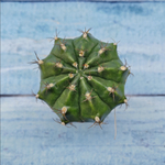 Gymnocalycium Friedrichii (Гимнокалициум)