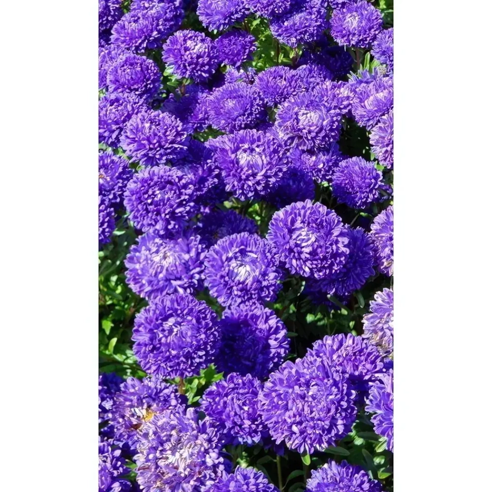 Семена Астра пионовидная Дюшес Блю (УД) Е/П