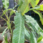 Банан вариегатный MARBLE FOREST