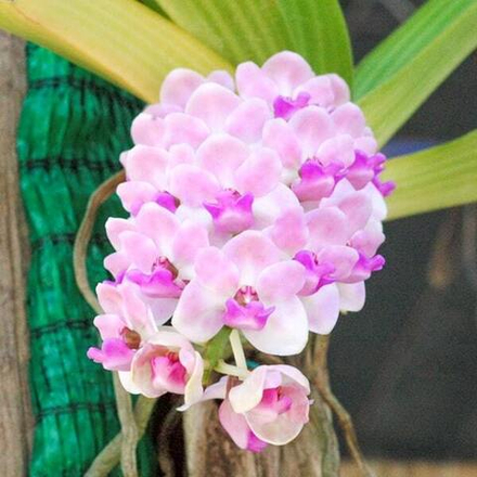 Ринхостилис RHY 23-THIDA RATRI