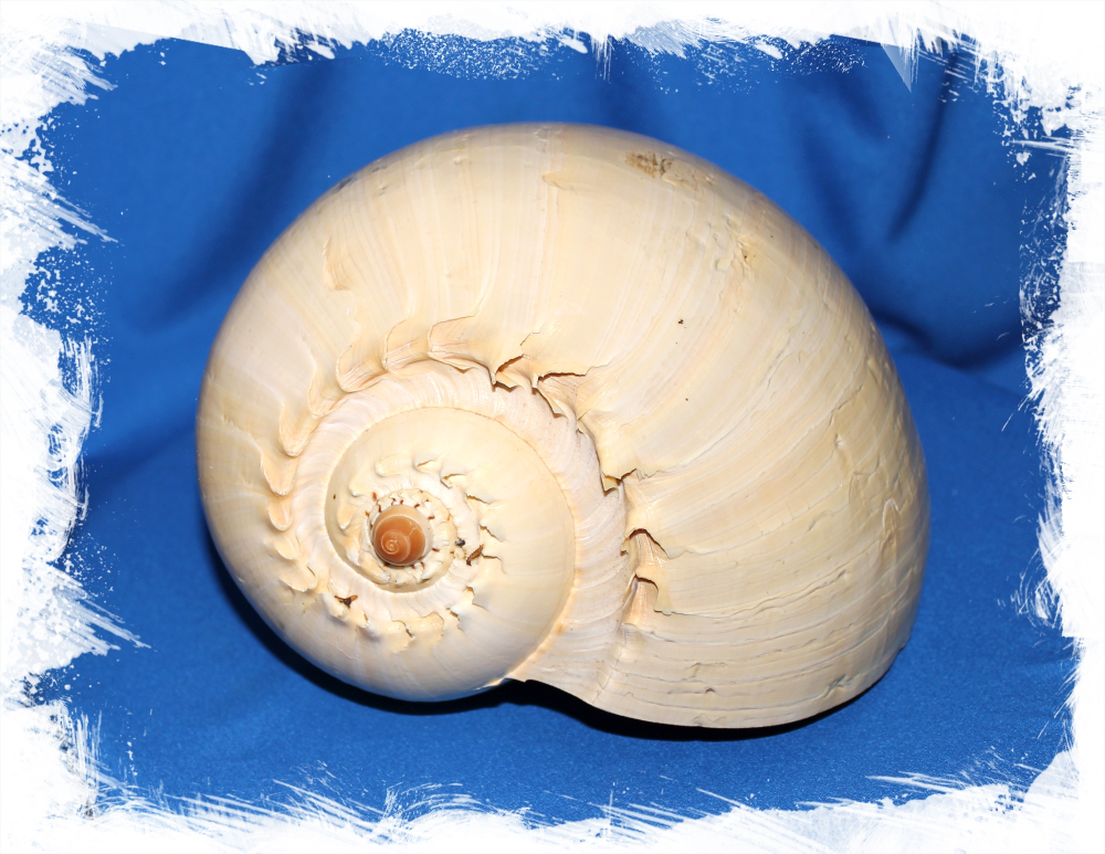 Мело Амфора, 23-26см, 1шт