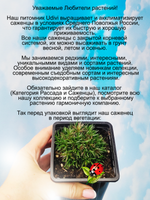 Армерия Можжевелолистная вечнозеленая