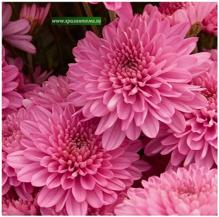 Хризантема мультифлора Saumon м.41 /поставка весна 2026г/