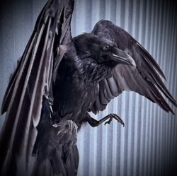 Чучело ворона