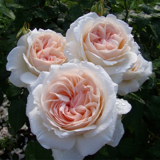 Роза Себастьян Кнейпп С7 Закупка М57 июнь 2026