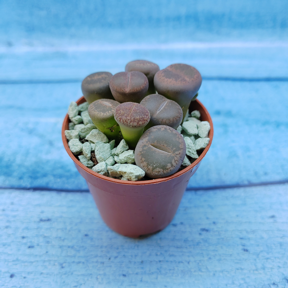 Lithops sp. (Литопсы)