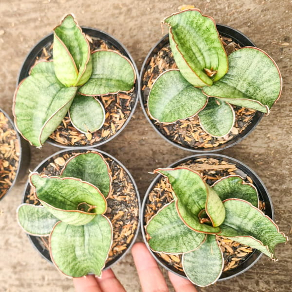 Сансевиерия SINUS ZIMBABWE