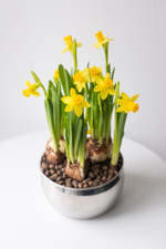 Композиция с первоцветами в вазе размер M