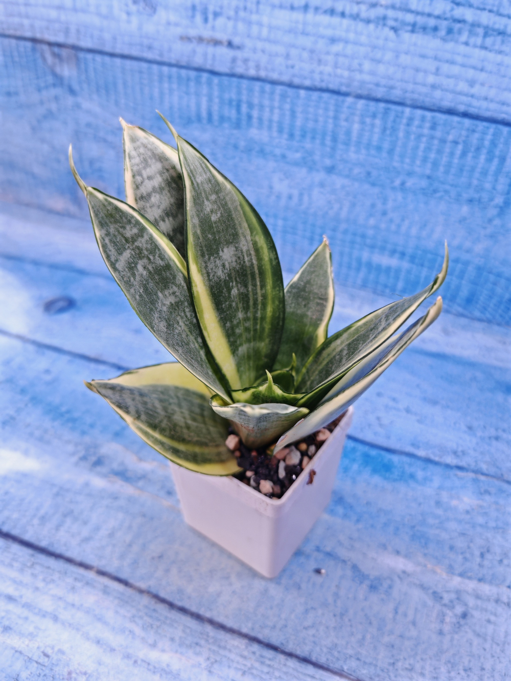 Sansevieria Golden Hahnii (Сансевиерия)