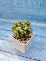 Portulacaria Afra Mediopicta (Портулакария)