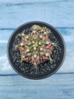 Gymnocalycium T-Rex Pink hybride (Гимнокалициум T-rex)