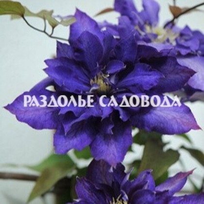 Клематис крупноцветковый Даниэль Деронда