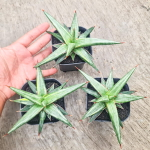 Сансевиерия ALL NIGHT STAR TRICOLOR