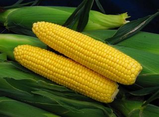 Кукуруза сахарная Спирит F1 5000 (семян)