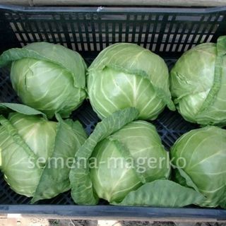 Капуста белокочанная Етма F1 2500 (семян)