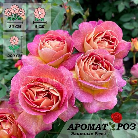 Приер Де Сан Косм (Prieure De St Cosme)