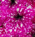 ЕВРО Петуния Constellation Magenta Comet укорененный черенок ОКС