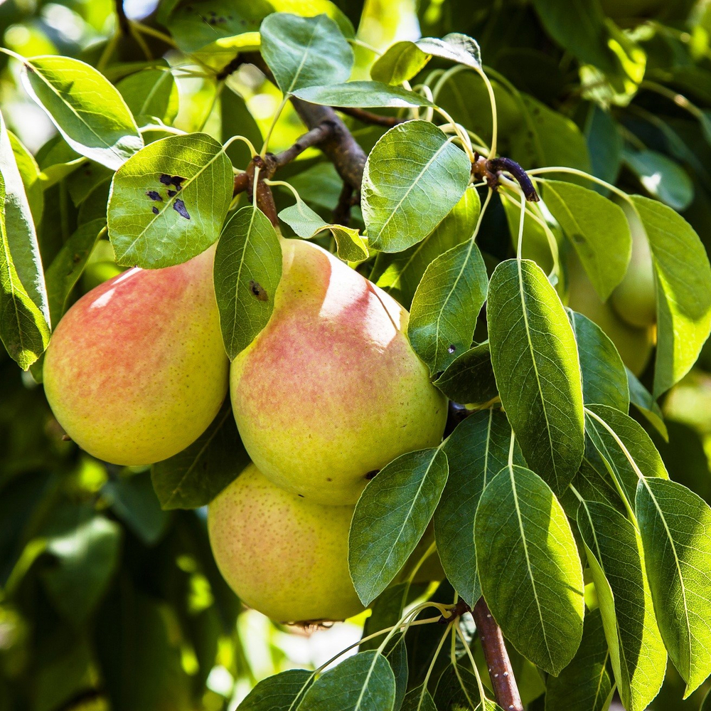Груша Чижовская летняя
