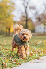 Пуловер Norwood, S: 36 см, оливково-зеленый, Trixie