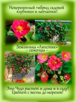 Земляника Липстик розовая многолетняя
