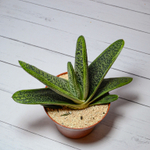 Gasteria Little Warty (Гастерия)