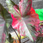 Колоказия SUKSATHIT PINK N2