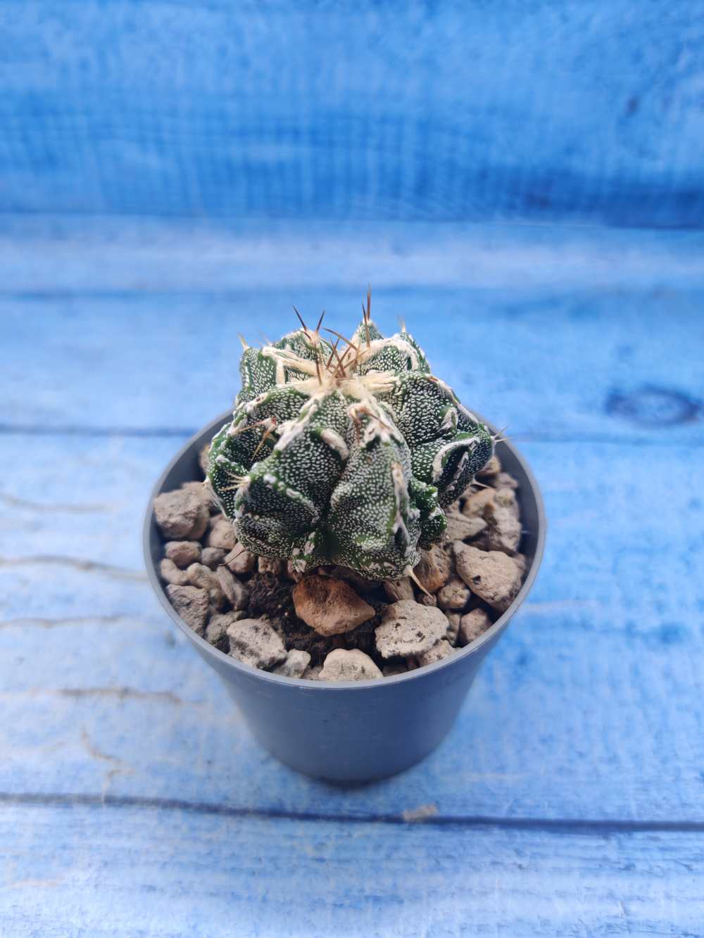 Astrophytum Myriostigma Fukuryu (Астрофитум)