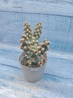 Tephrocactus Molinensis (Тефрокактус)