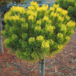 Сосна горная Офир С5 Ра 80-100