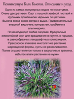 Злак Пеннисетум Блэк Бьюти лисохвостый многолетний