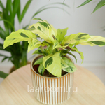 Калатея Фьюжн Еллоу 10/20