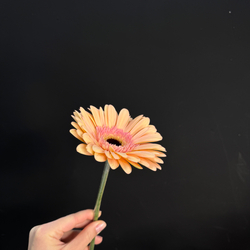 Гербера персиковая / 1 шт