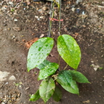 Хойя SP PUTRI BETUNG