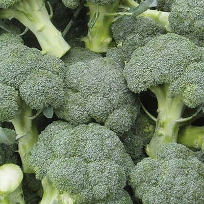 Агасси F1 семена капусты брокколи (Rijk Zwaan / Райк Цваан)