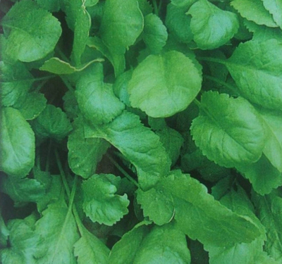 Дукат семена кресс-салата (ПОИСК)