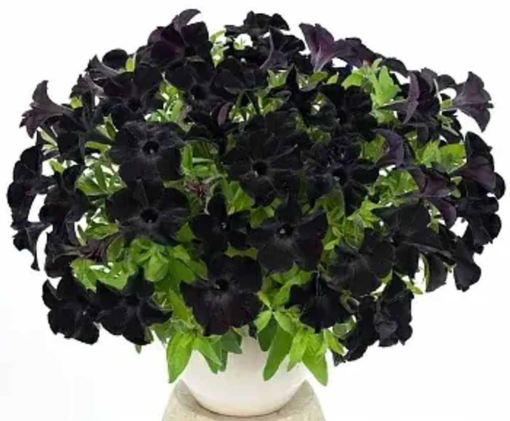 Петуния CRAZYTUNIA Black Mamba